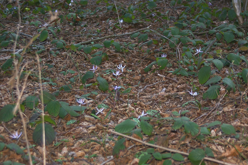 Erythronium dens-canis / Dente di cane